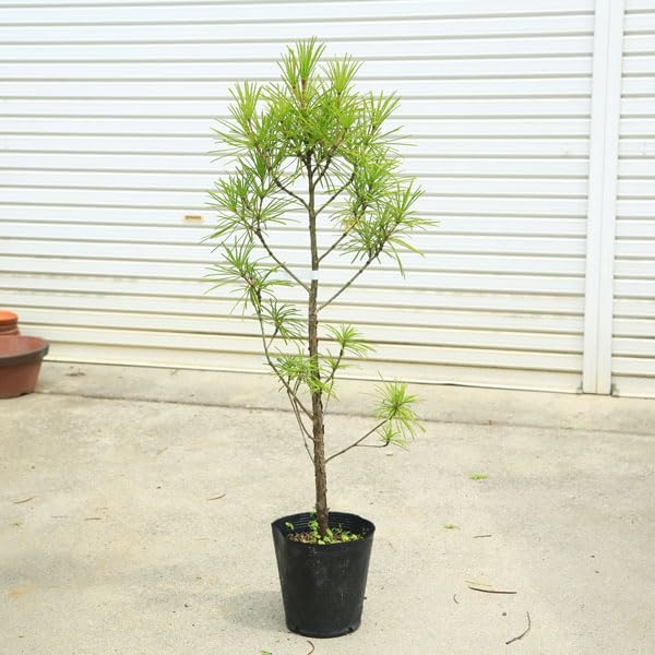 高野槙　インテリア・住まい・小物-植物/観葉植物『樹高約140㎝』。 高野槙 インテリア・住まい・小物-植物/観葉植物『樹高約140